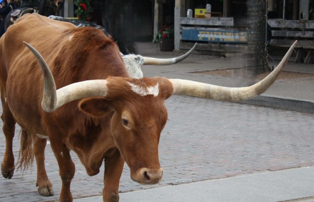 Cowboyene leder en flokk Longhorn kveg opp Exchange Avenue,