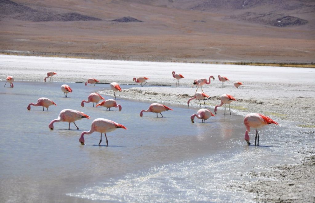 Flamingoene ved Laguna Colorada minner om rosa sukkerspinn