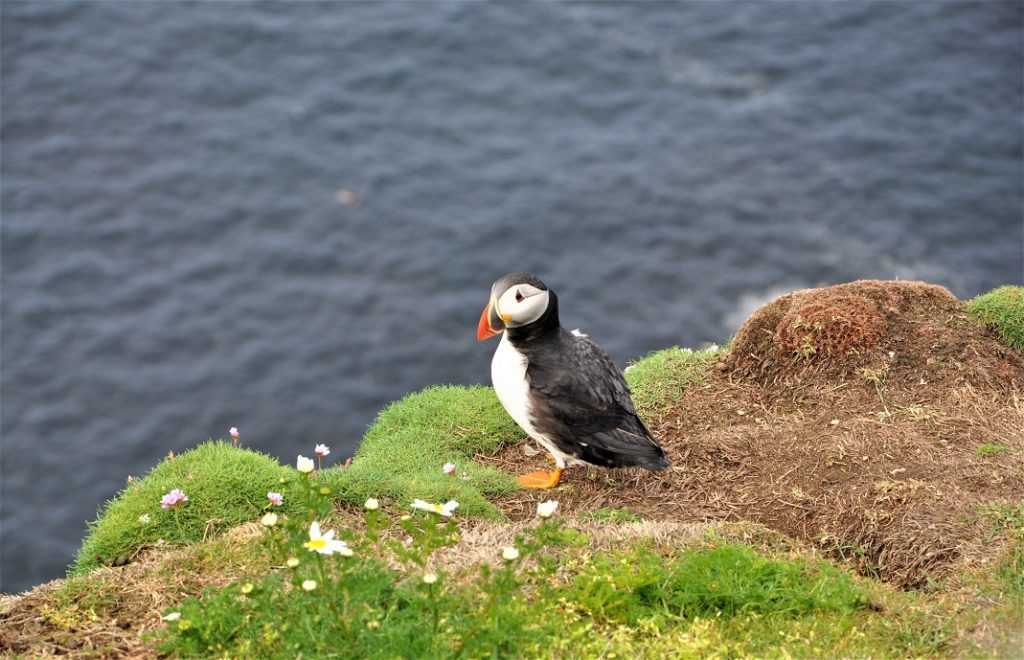 Fra utsiktspunktet Sumburgh Head kan se store flokker med lundefugler