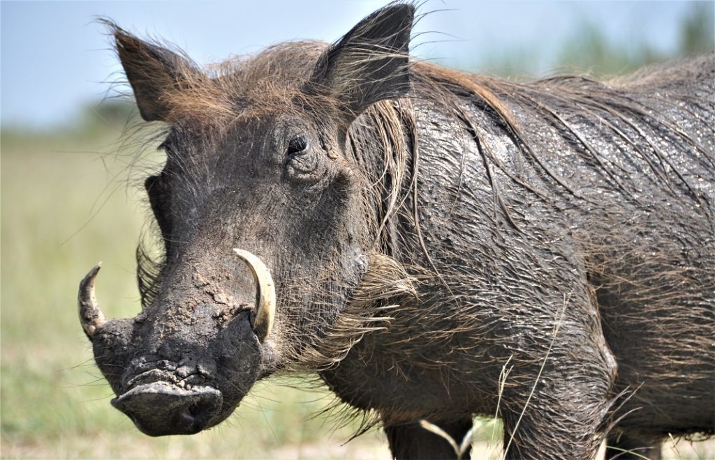 Vortesvinet Pumba kom ganske så nær i Murchison Falls nasjonalpark