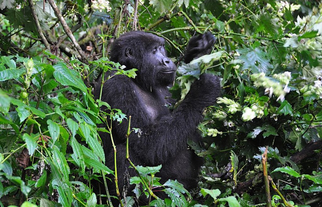Gorilla i Bwindi nasjonalpark