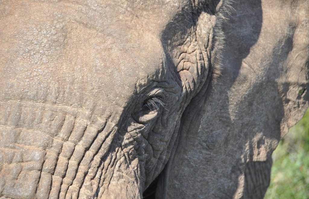 Elefant tett på i Addo