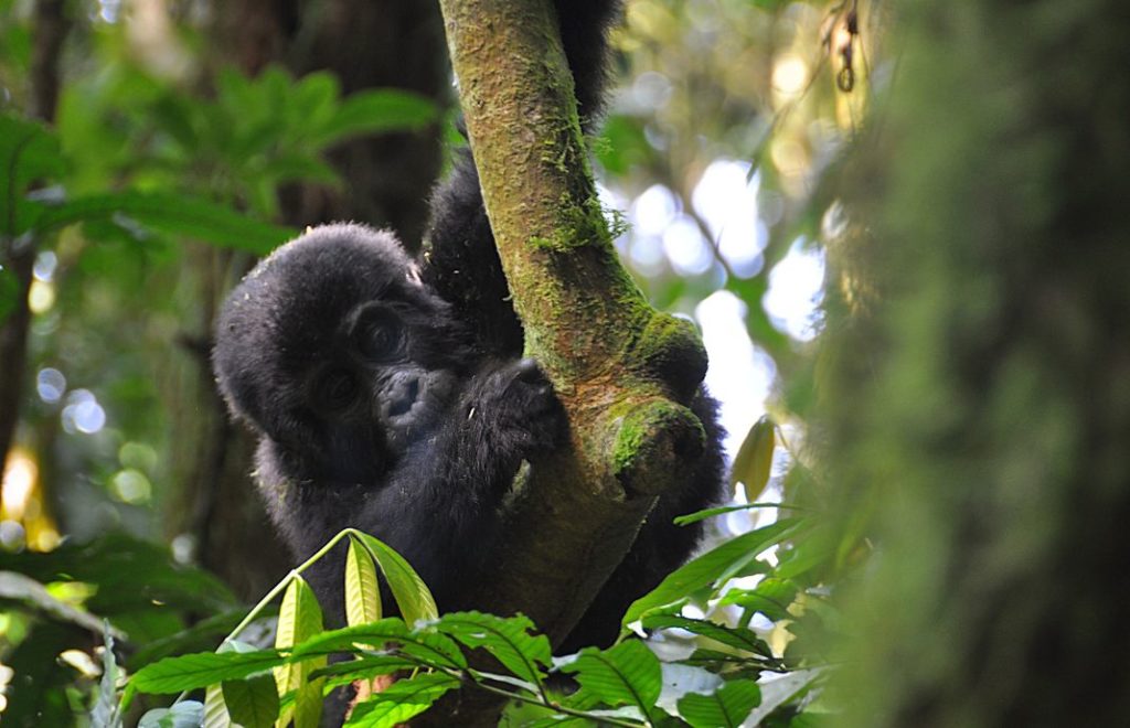 En gorilla boltrer seg i Bwindi
