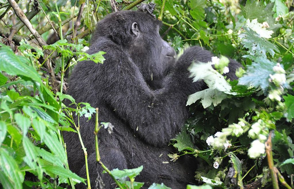 Fjellgorilla i Uganda