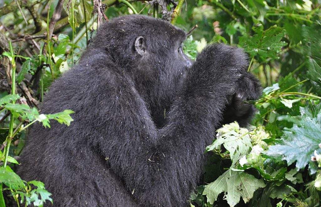 Gorillatrekking i Bwindi