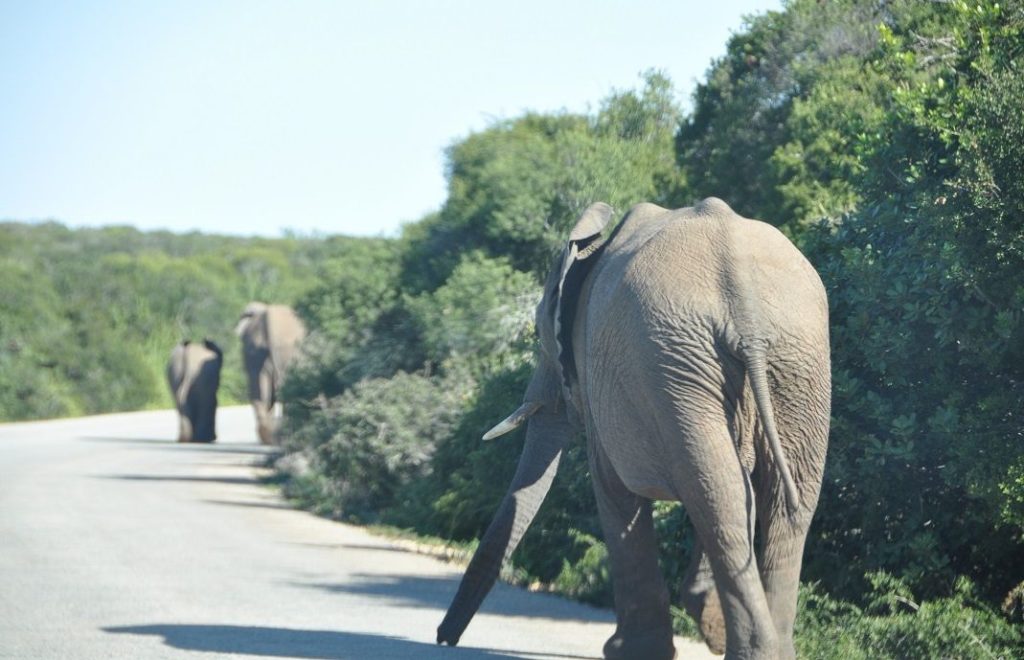 Elefanter i veien i Addo Elephant nasjonalpark