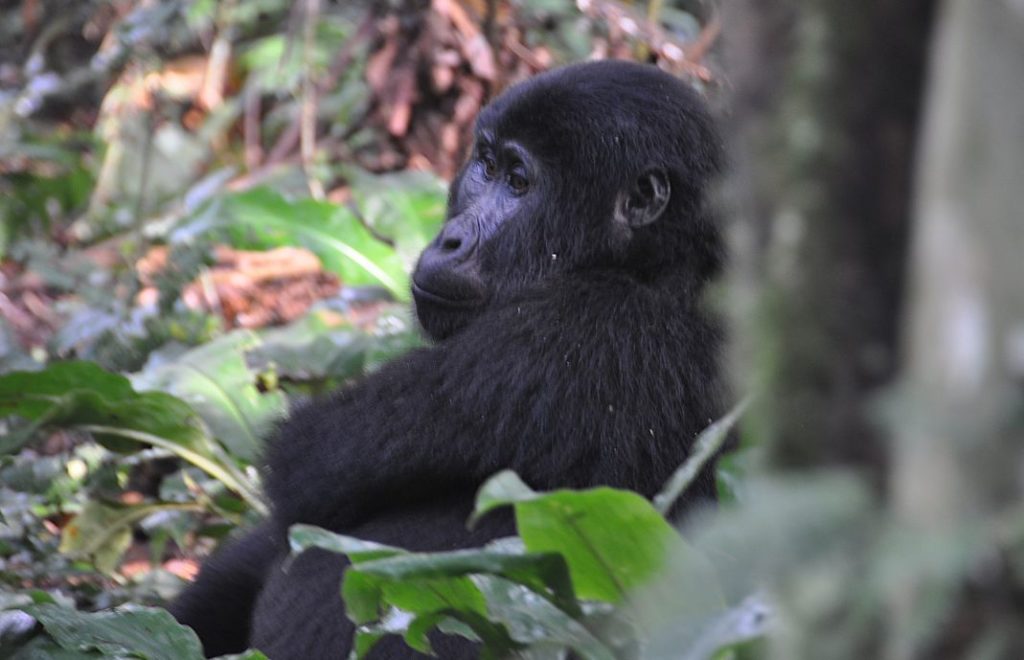 En av verdens vakreste skapninger: Fjellgorillaen