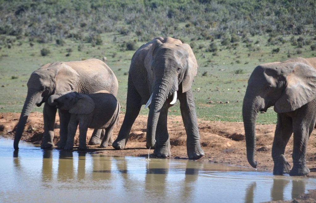 Elefanter ved Hapoor Dam i Addo