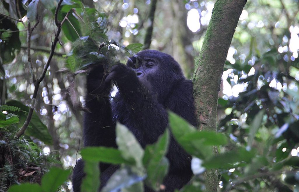 Møt gorillaene i Bwindi