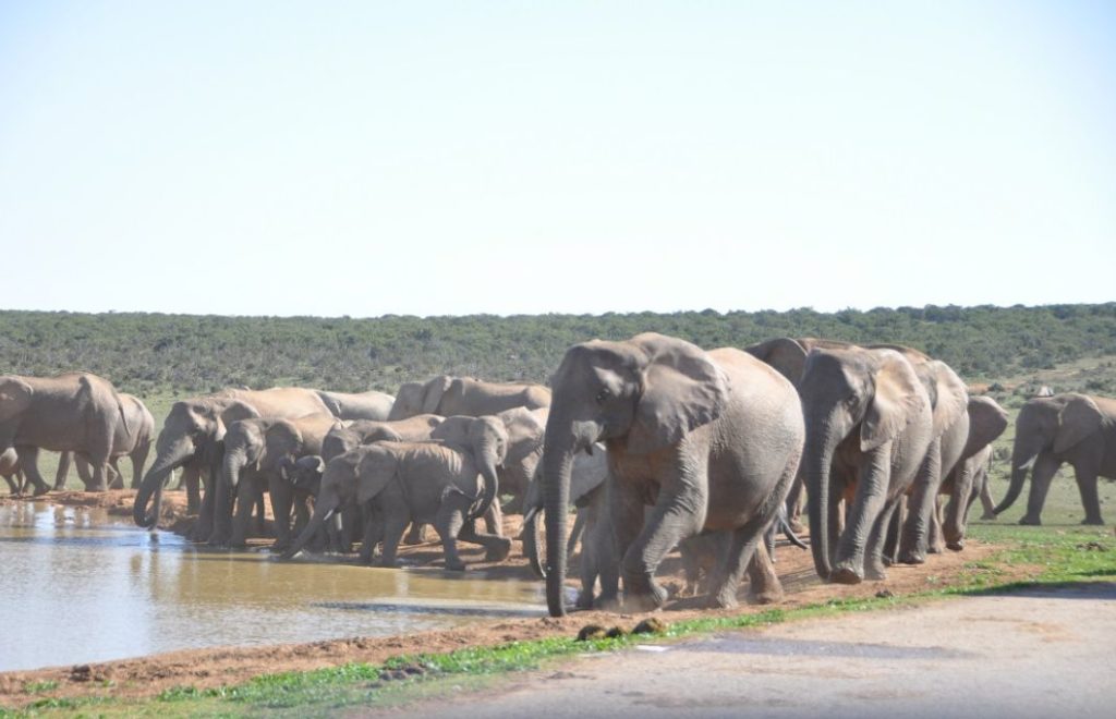 Addo er hjem til rundt 600 elefanter