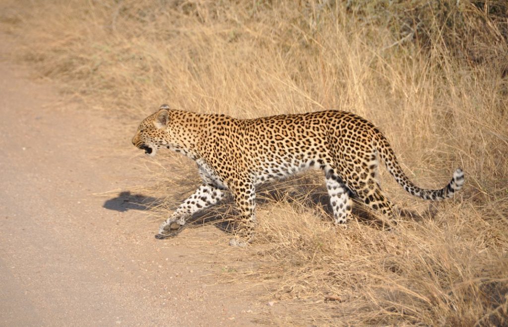 Leoparden viser seg frem i Kruger