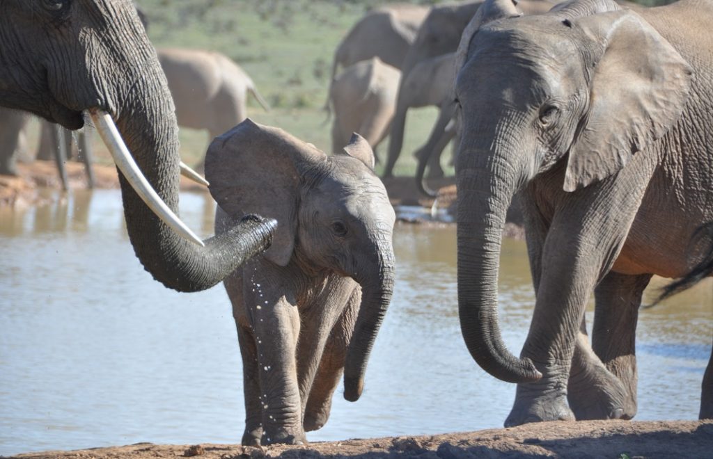 Elefanter i Addo Elephant Park i Sør-Afrika