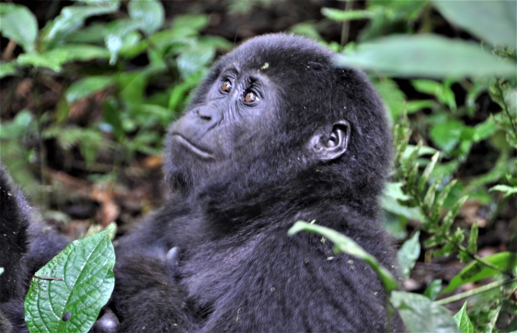 Gorillatrekking i Bwindi nasjonalpark