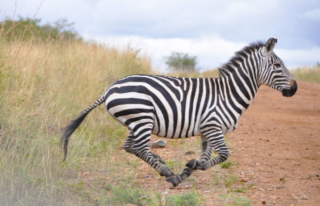 Sebra i Masai Mara nasjonalpark