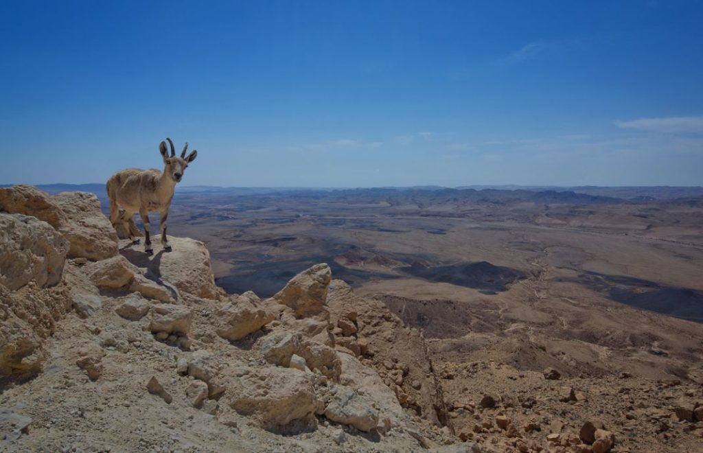 Negev-ørkenen i Israel er en fantastisk opplevelse