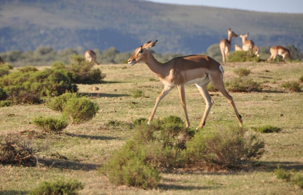 Impalaer i Pumba Private Game Reserve