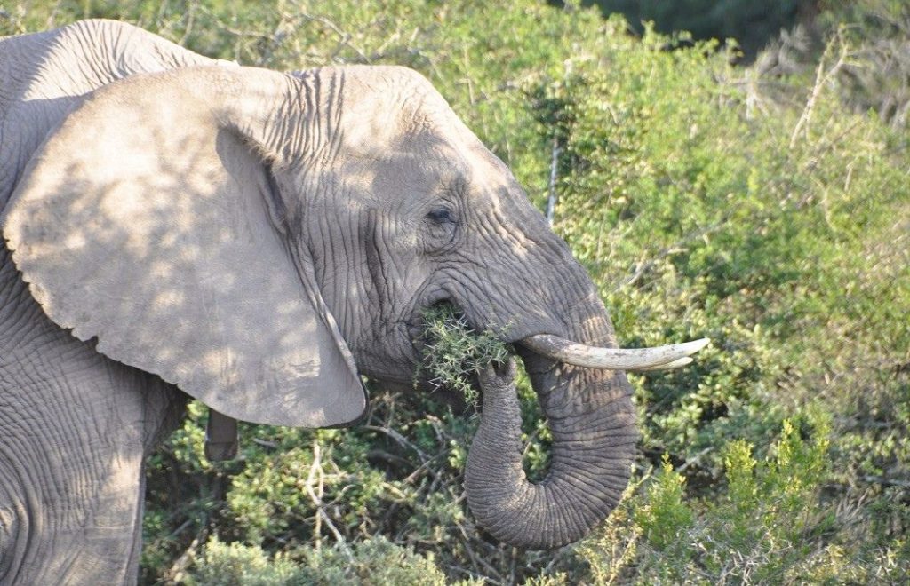 Elefant i Pumba Private Game Reserve