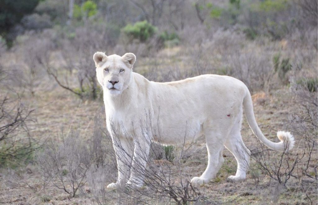 Hvit løve i Pumba Private Game Reserve