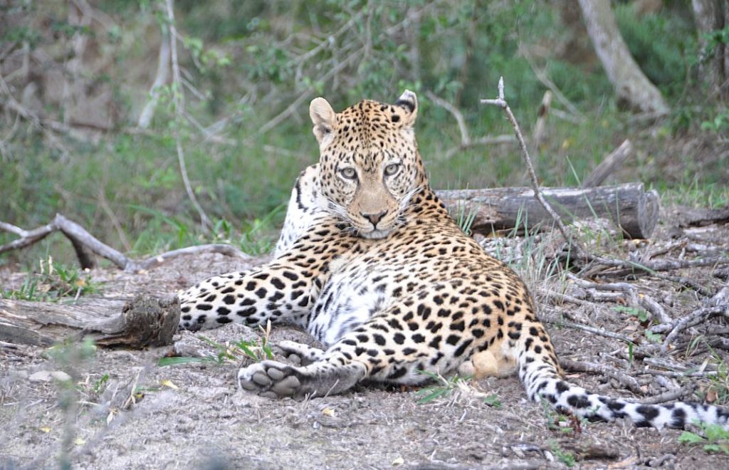 Endelig - leopard