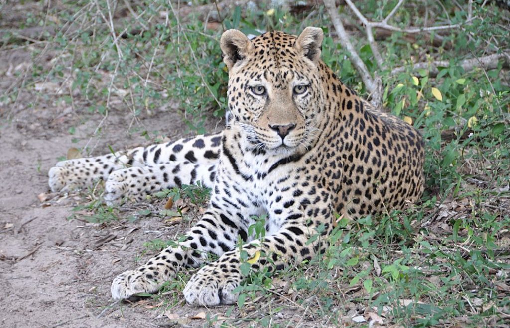 Leoparden viser seg frem i Pumba Private Game Reserve