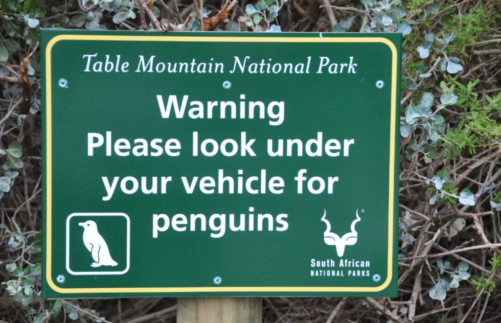 På Boulders Beach har pingvinene alle rettigheter