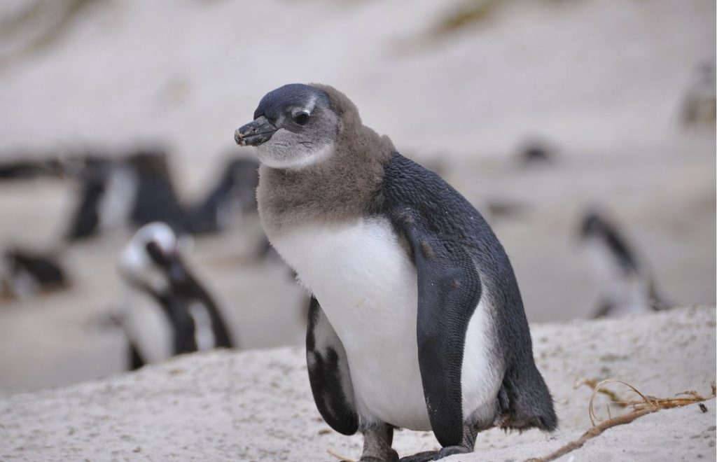 Møt pingvinene på Boulders Beach