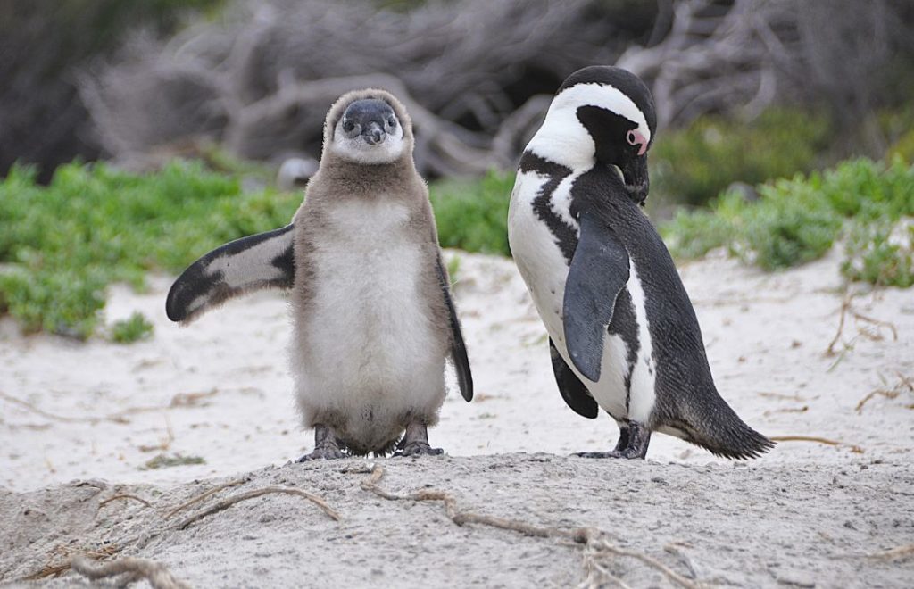 Pingviner på Boulders Beach
