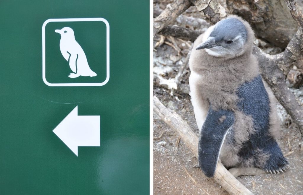 Velkommen til Boulders Beach