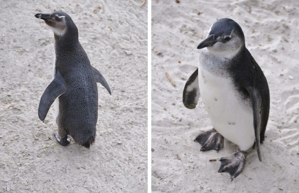 Søte pingviner på Boulders Beach