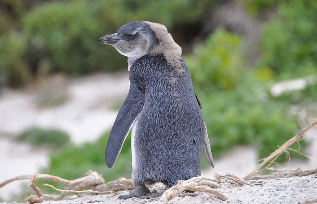 Tøffing på Boulders Beach
