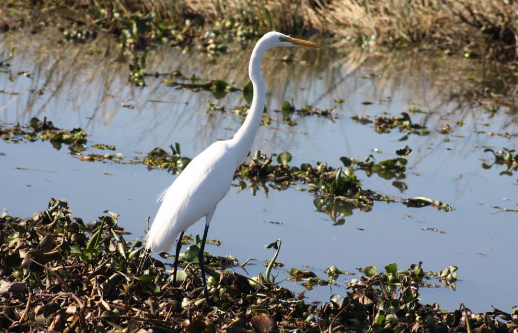 Cajun Country, Louisiana