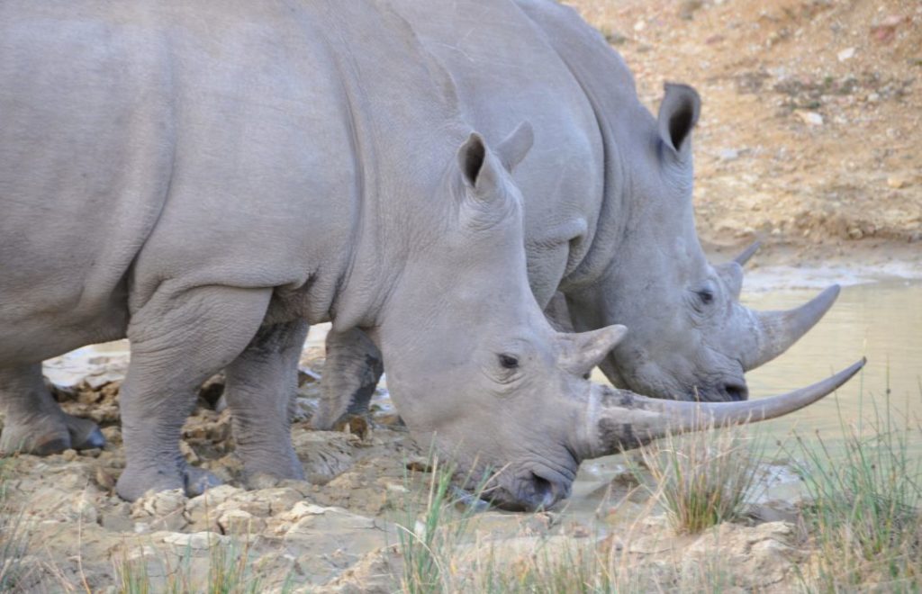 Neshorn i Pumba Private Game Reserve