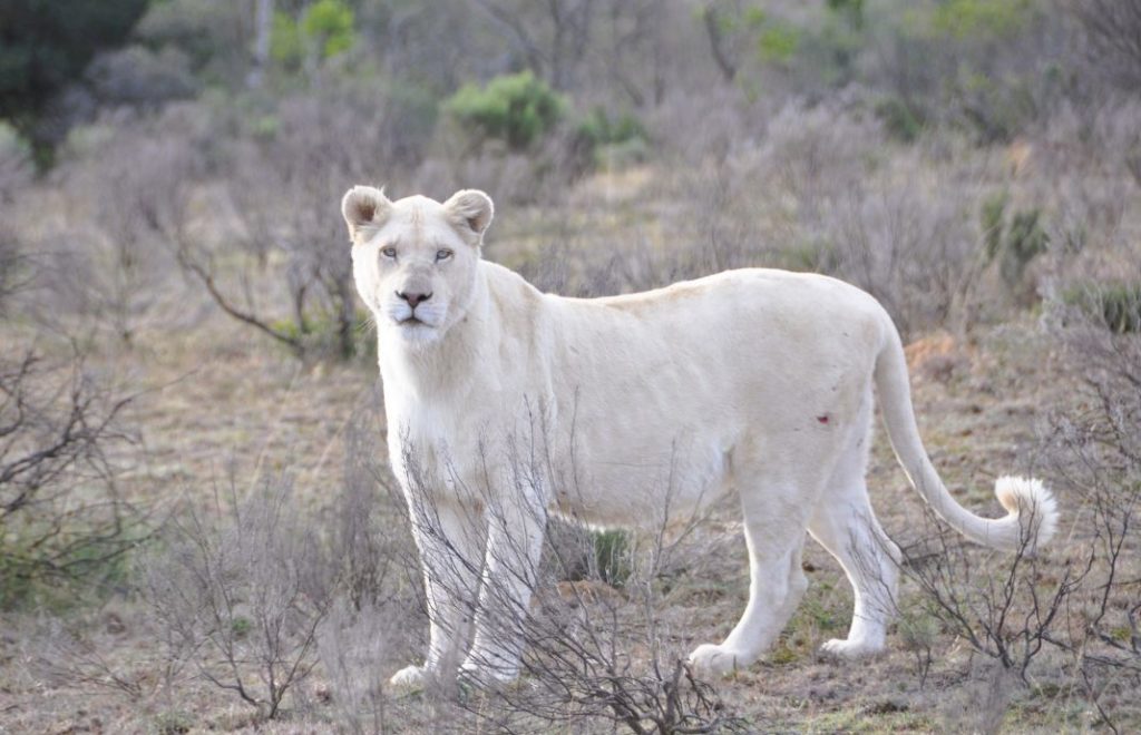 Hvit løve på safari i Pumba Private Game Reserve