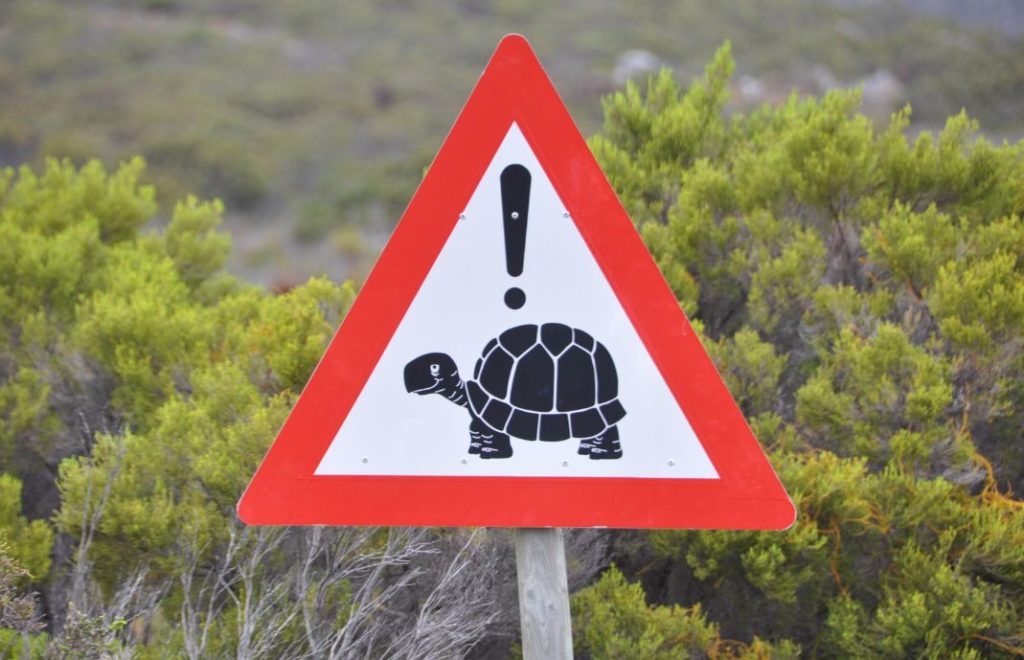 Pass opp for skilpadder i veien