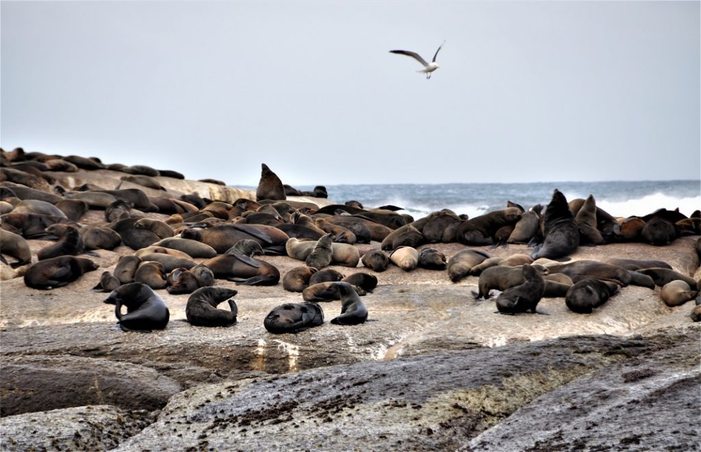 Duiker Island i Sør-Afrika