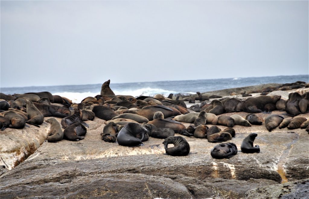 Velkommen til magiske Duiker Island.