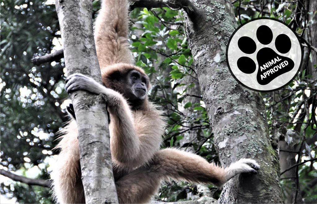 Monkeyland i Plettenberg Bay