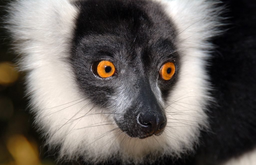 En søt liten lemur