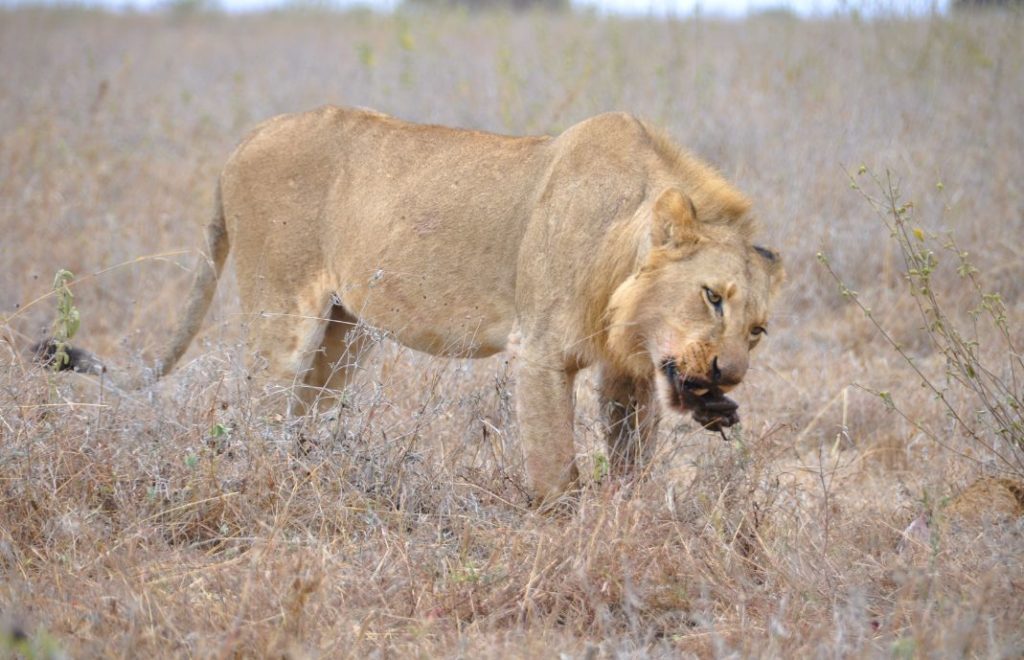 Safari i Nairobi nasjonalpark