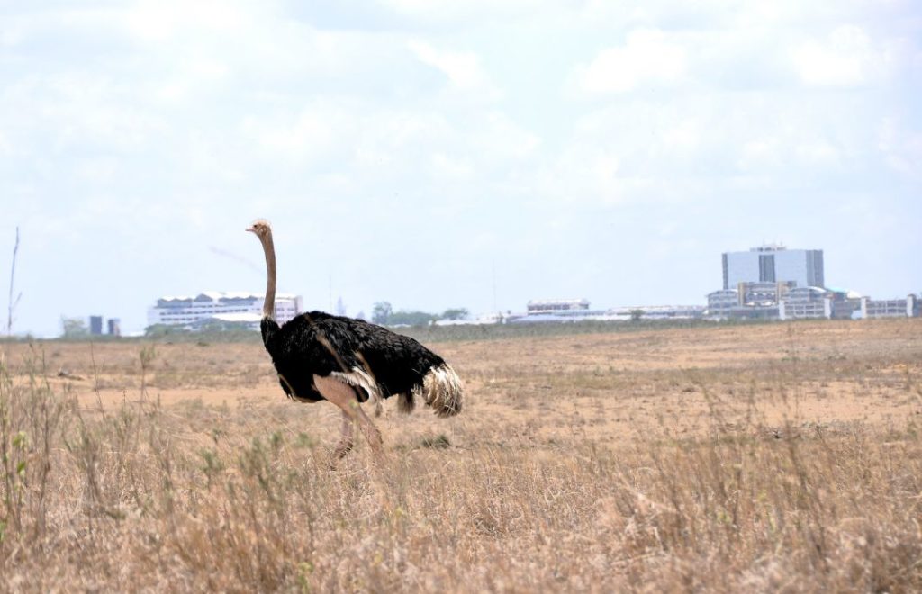 Struts på vandring i Nairobi nasjonalpark