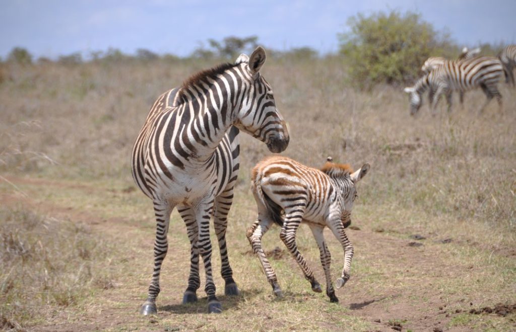 Sebraene koser seg i Nairobi nasjonalpark