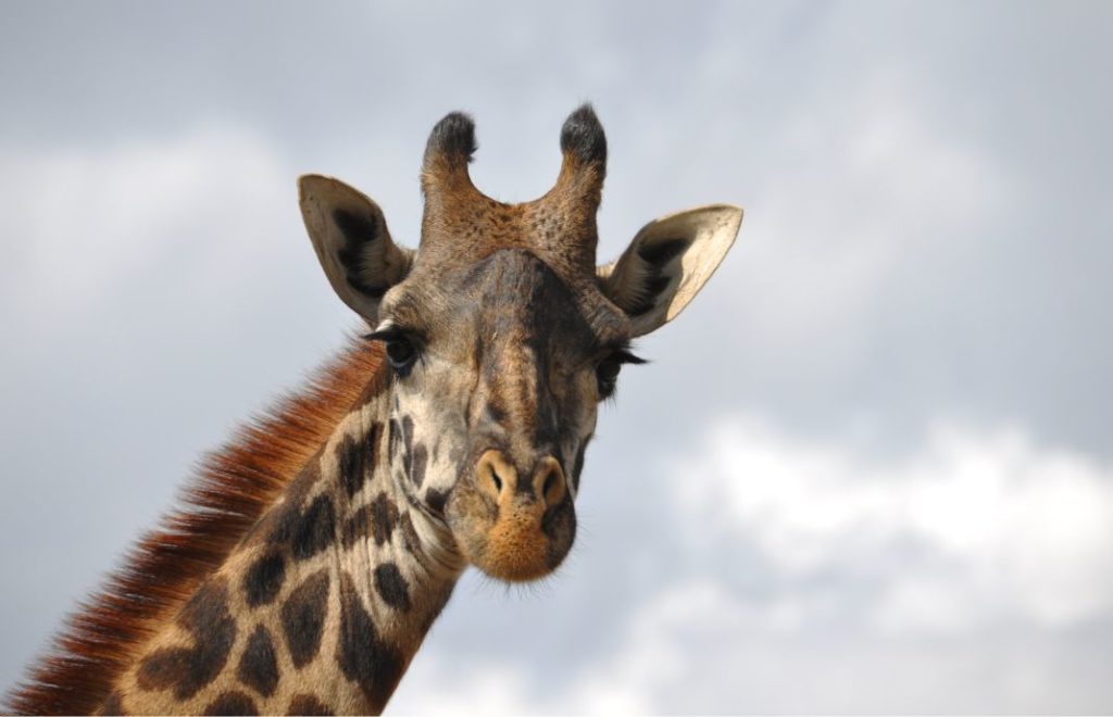 En nysgjerrig sjiraff i Nairobi nasjonalpark