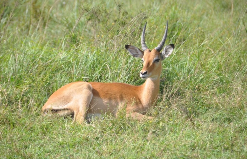Thompson gaselle i Nairobi nasjonalpark
