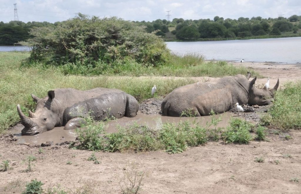 Neshornene slapper av i Nairobi nasjonalpark