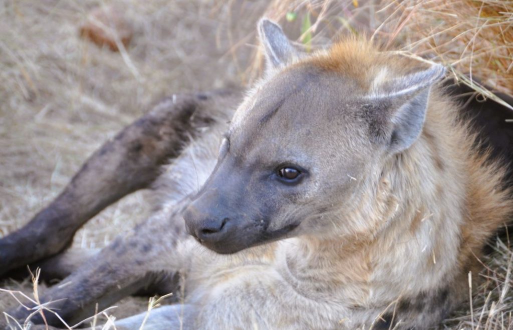 Trøtt hyene i Kruger