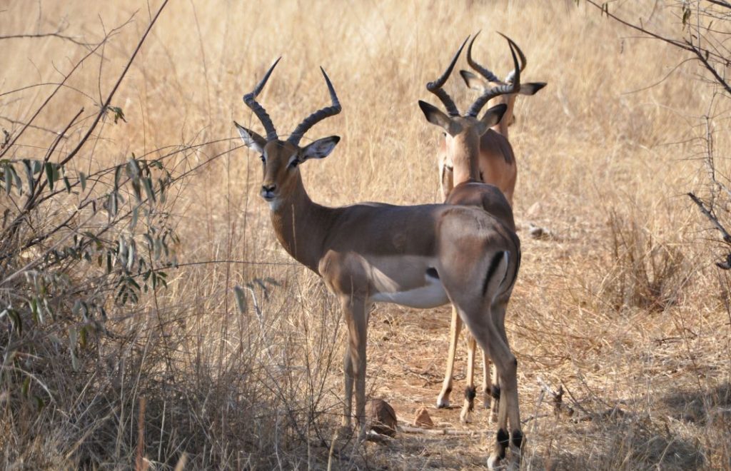 Antiloper som poserer i Kruger