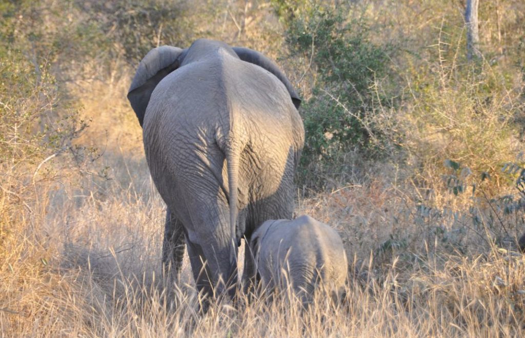 Elefanter på vandring i Kruger nasjonalpark