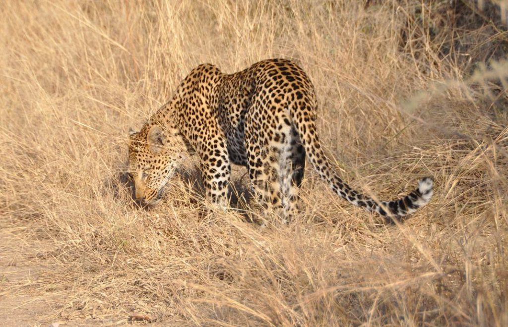 Leopard i Kruger nasjonalpark