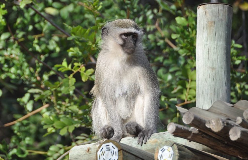 Vervetape speider etter lunsjen i Kruger