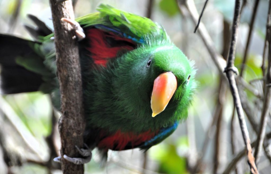 Birds of Eden
